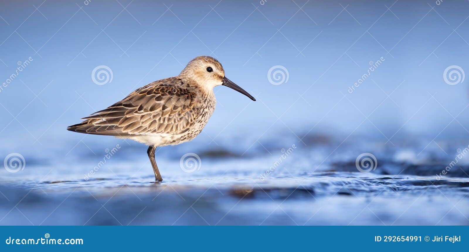 calidris alpina walks in shallow water looking for food