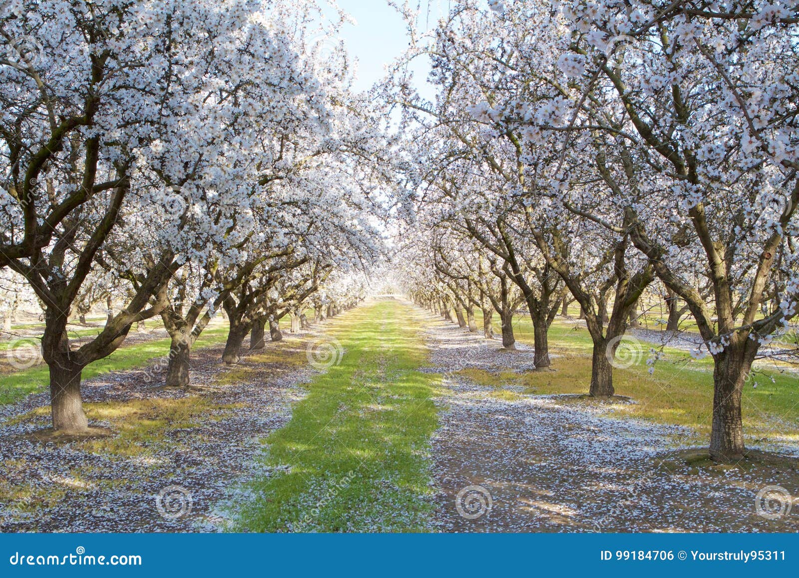 Blooming Almond Trees stock photo. Image of love, blooming 99184706