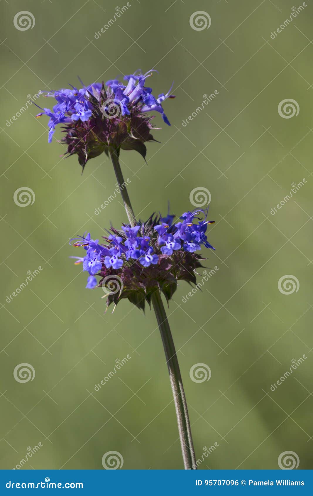 California Blue Sage stock photo. Image of blue, nature 95707096
