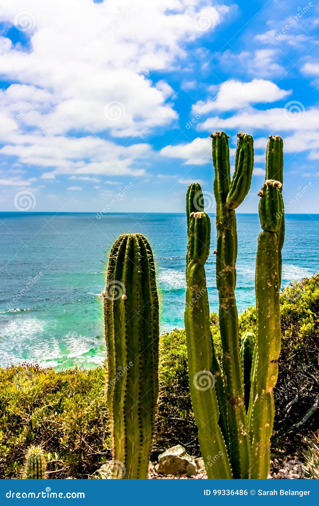 Cacti In San Diego S Meditation Garden Stock Photo Image Of Cali