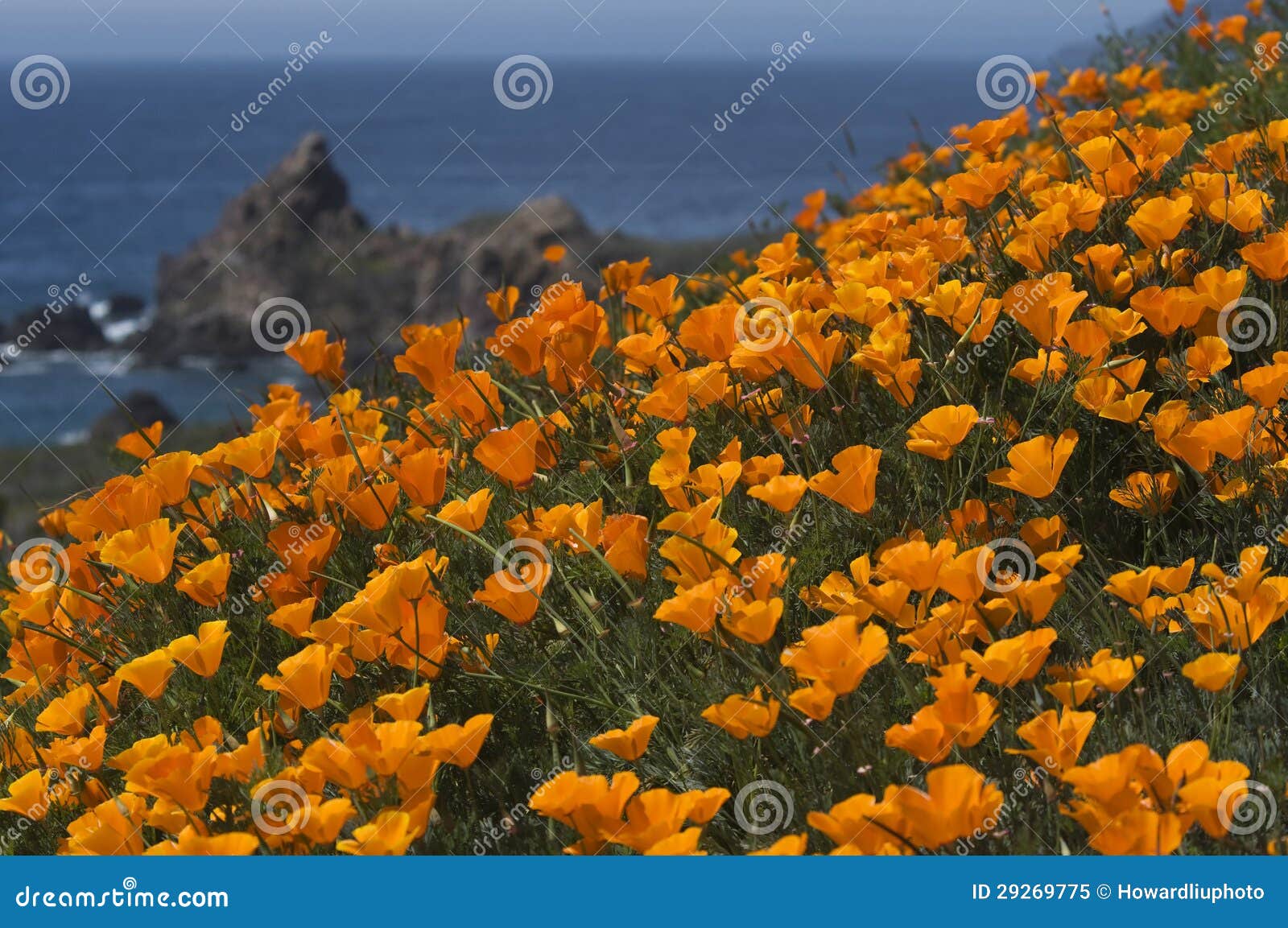 california coast in spring with golden poppies blooming near big sur california