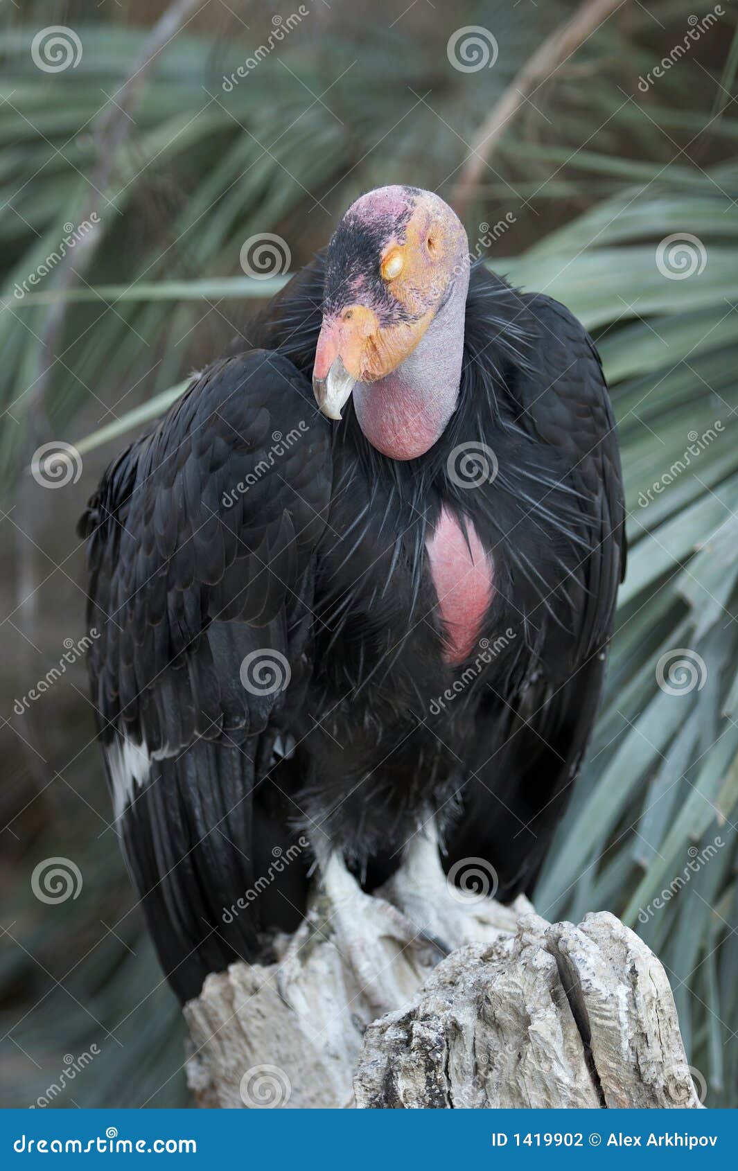 California condor close up stock photo. Image of animal 1419902