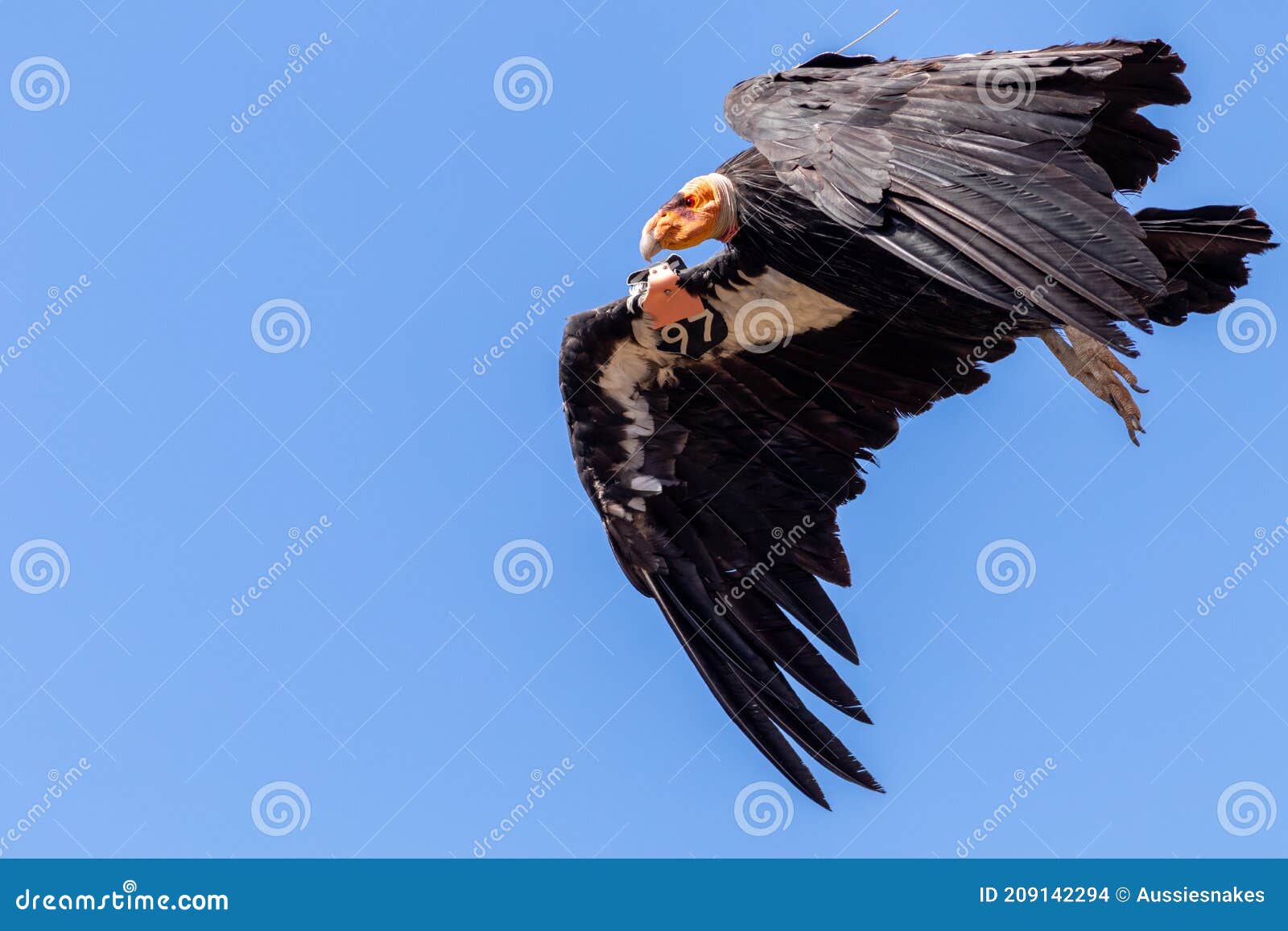 california condor (gymnogyps californianus)