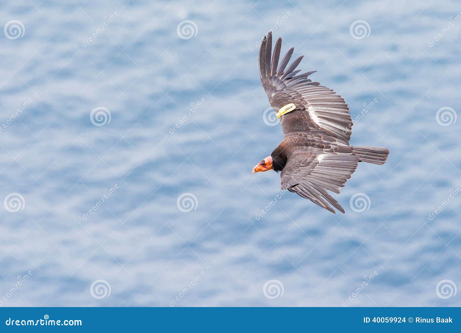 california condor