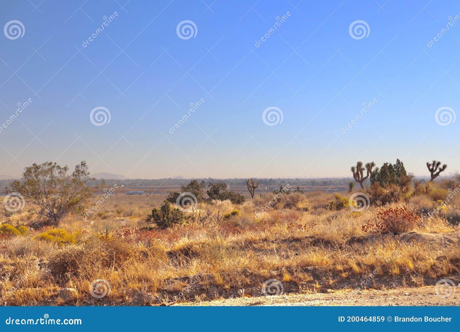 California Desert Landscape with Plants Stock Image Image of