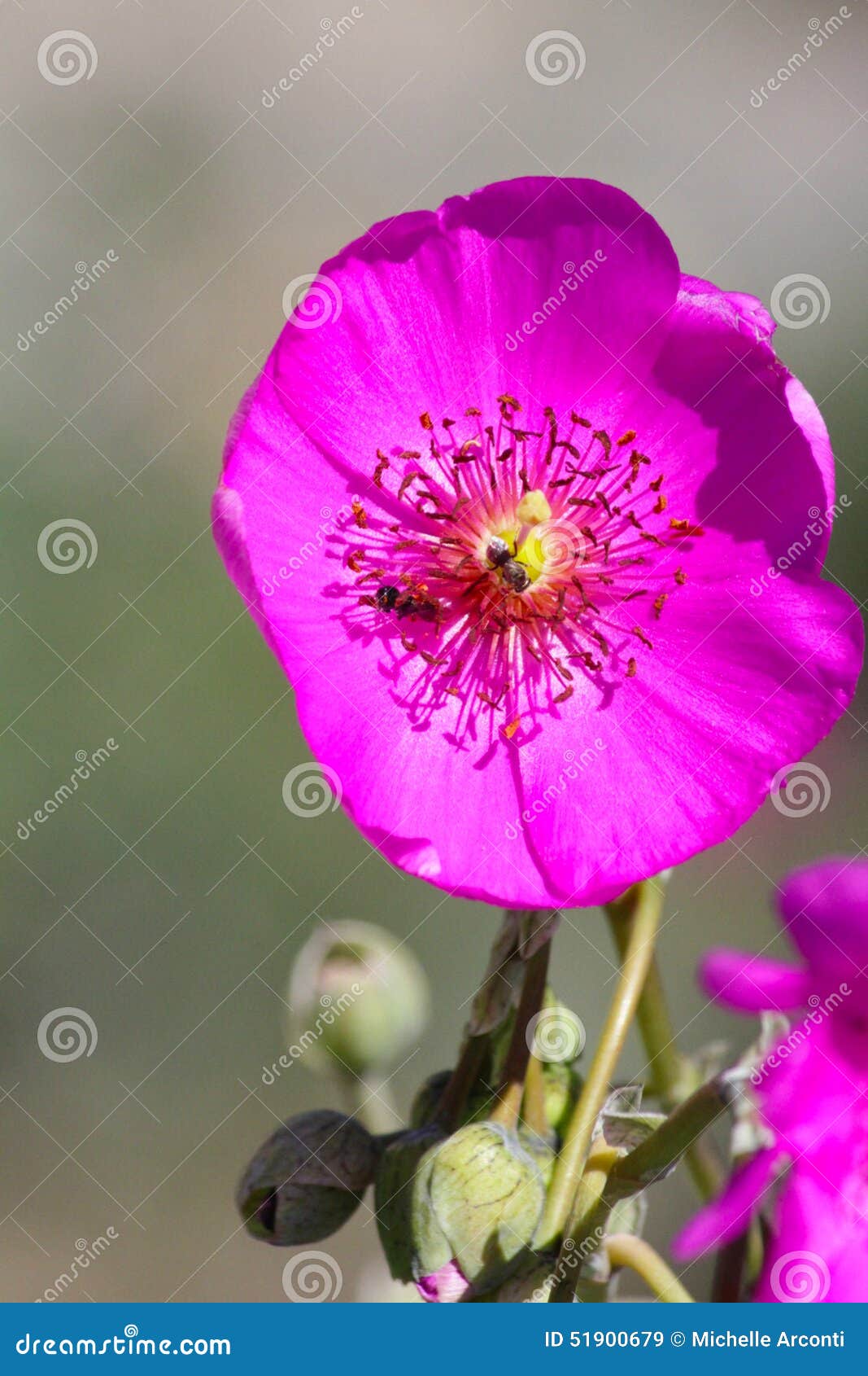 California Desert Wildflowers Stock Image Image of bloom, visit 51900679