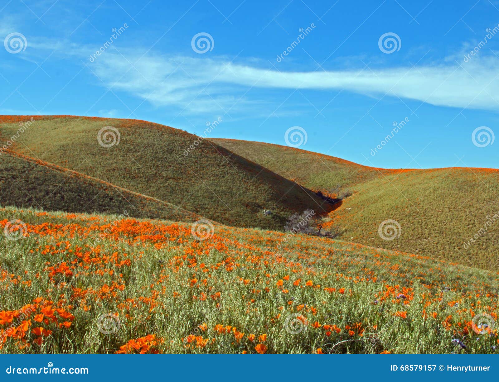 california golden poppies in the high desert of southern california