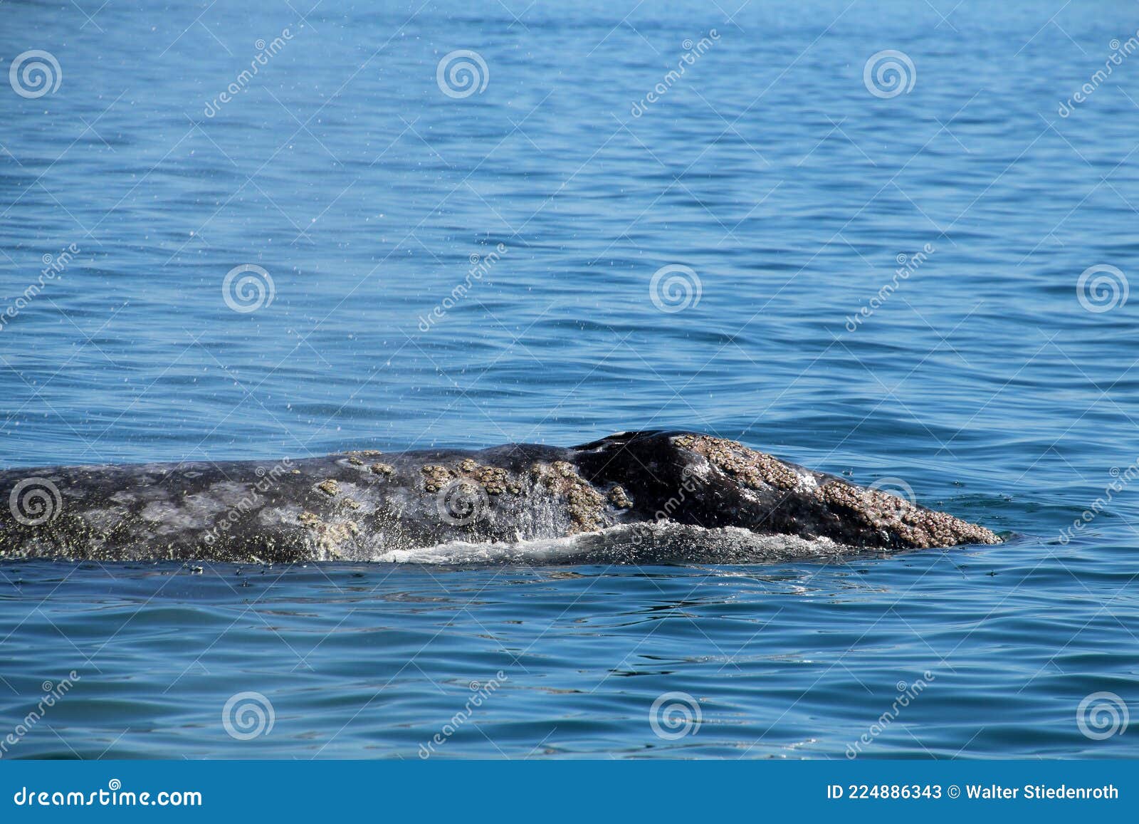 california gray whale close up in baja california sur, mexico