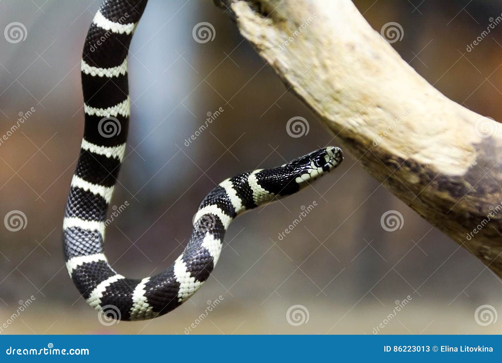california king snake