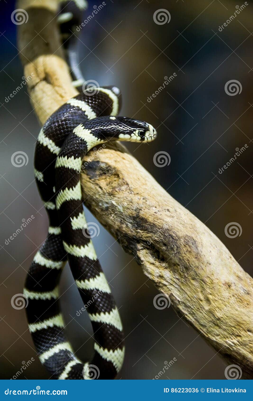 california king snake