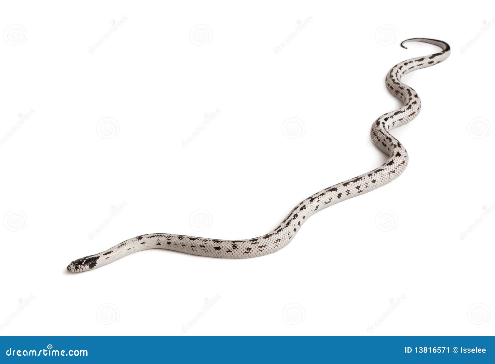California Kingsnake Royalty Free Stock Photography CartoonDealer california-kingsnake-royalty-free-stock-photography-cartoondealer