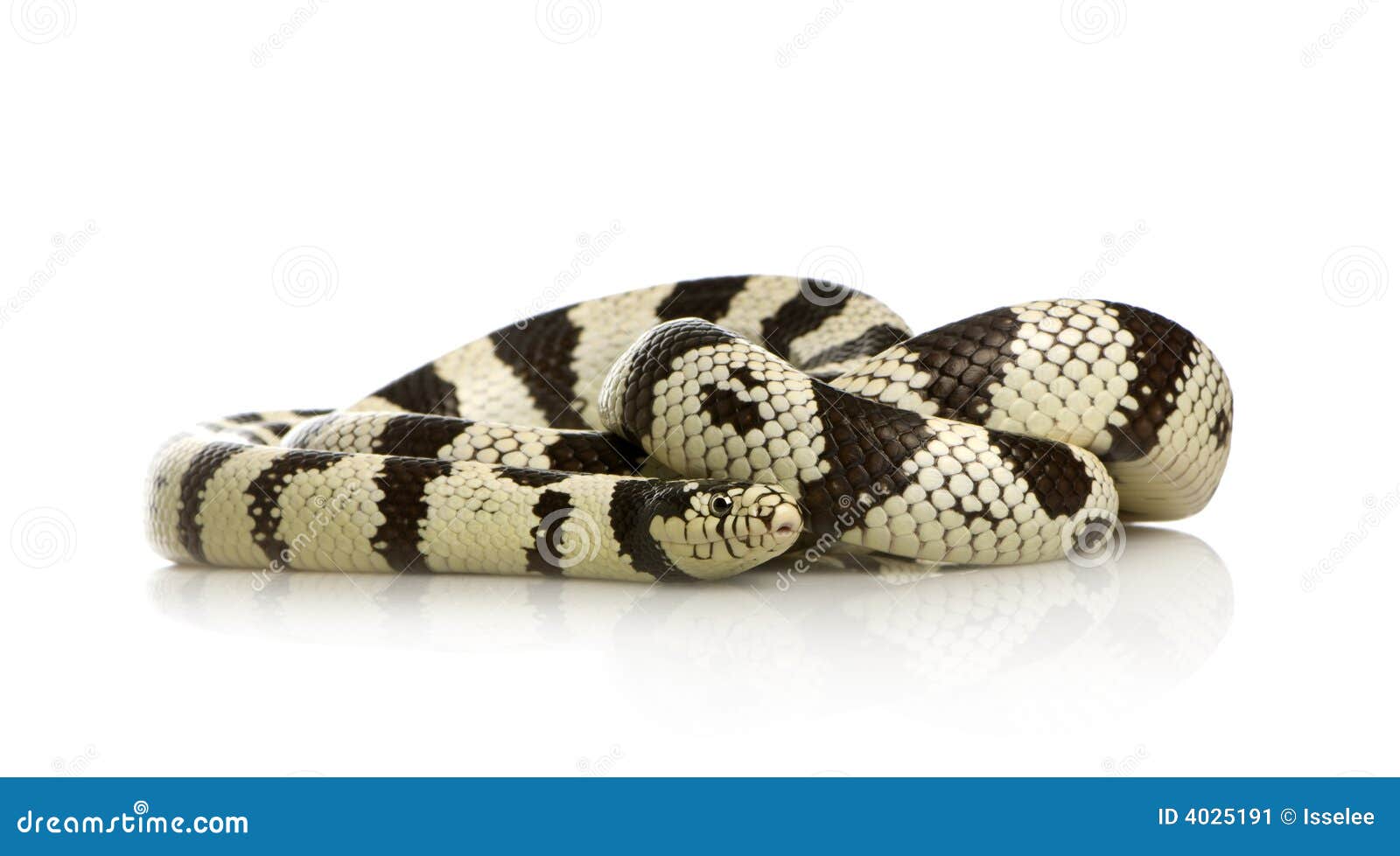California Kingsnake Royalty Free Stock Photography CartoonDealer california-kingsnake-royalty-free-stock-photography-cartoondealer