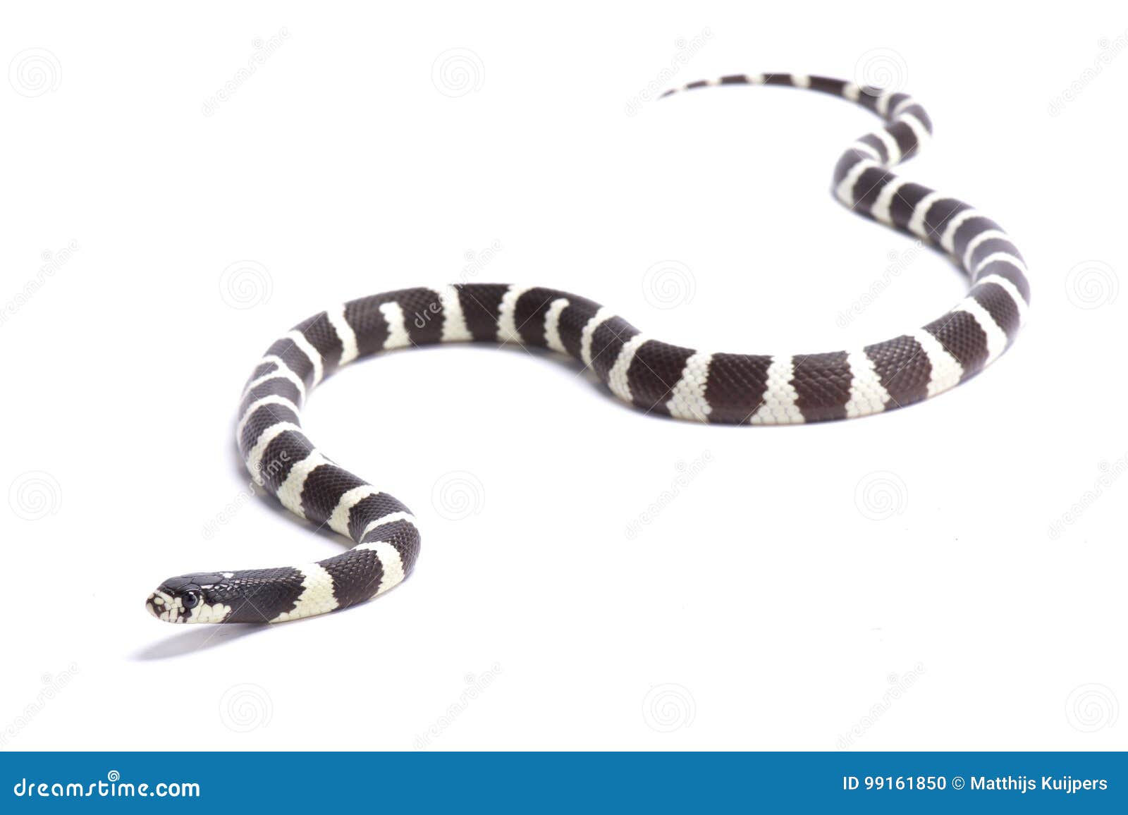 California Kingsnake Stock Photography CartoonDealer 4025210 california-kingsnake-stock-photography-cartoondealer-4025210
