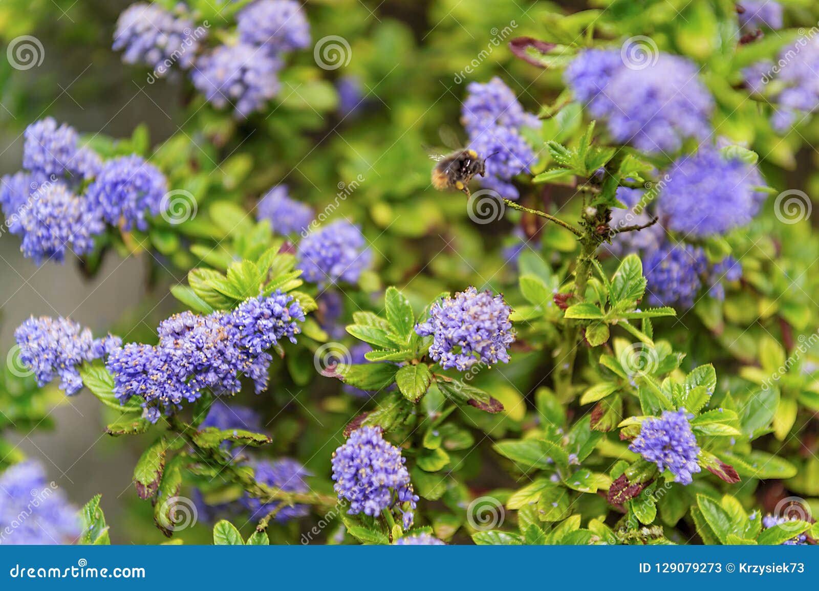 California Lilac Tree With Blue Flowers With Bee Stock Image Image Of Flower Green 129079273