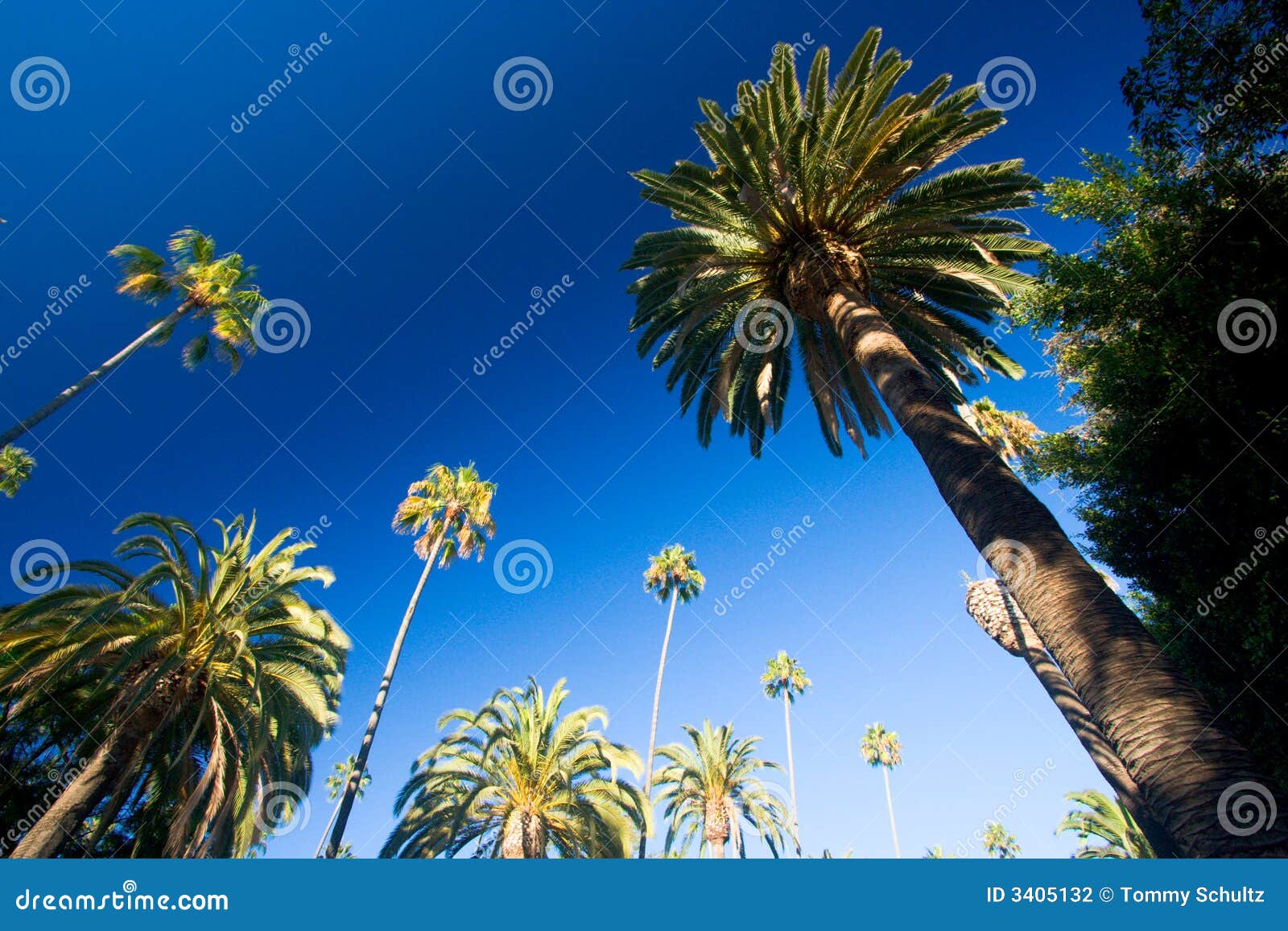 California palm trees stock photo. Image of evening, towering 3405132