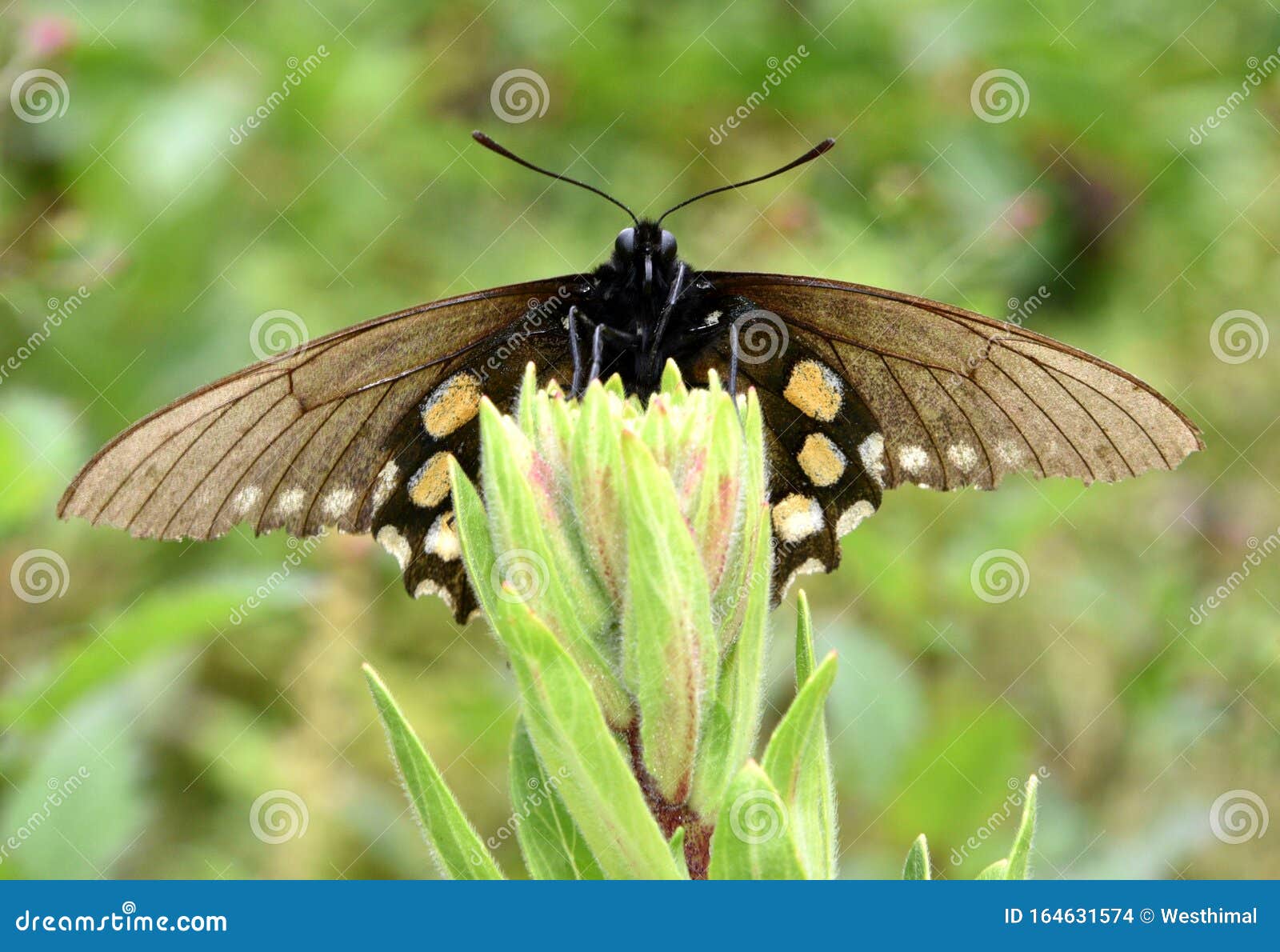 california pipevine swallowtail, battus philenor subsp. hirsuta