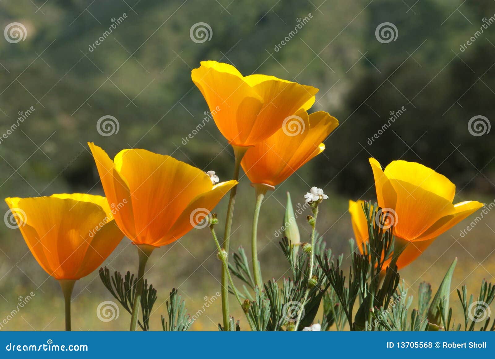 california poppy