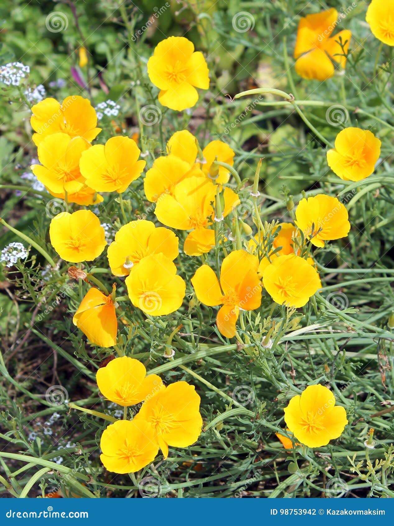 California Poppy or Eschscholzia californica yellow flowers on flowerbed