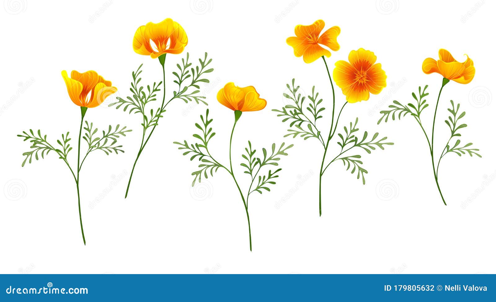 california poppy set on white background