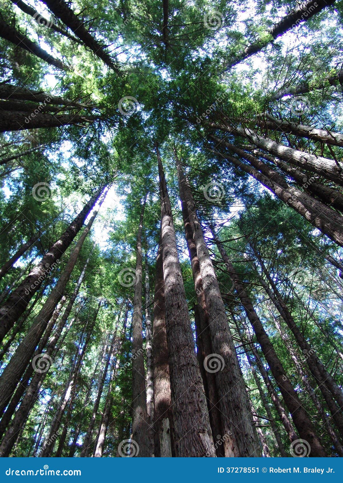 California Redwood Trees stock image. Image of humbolt 37278551