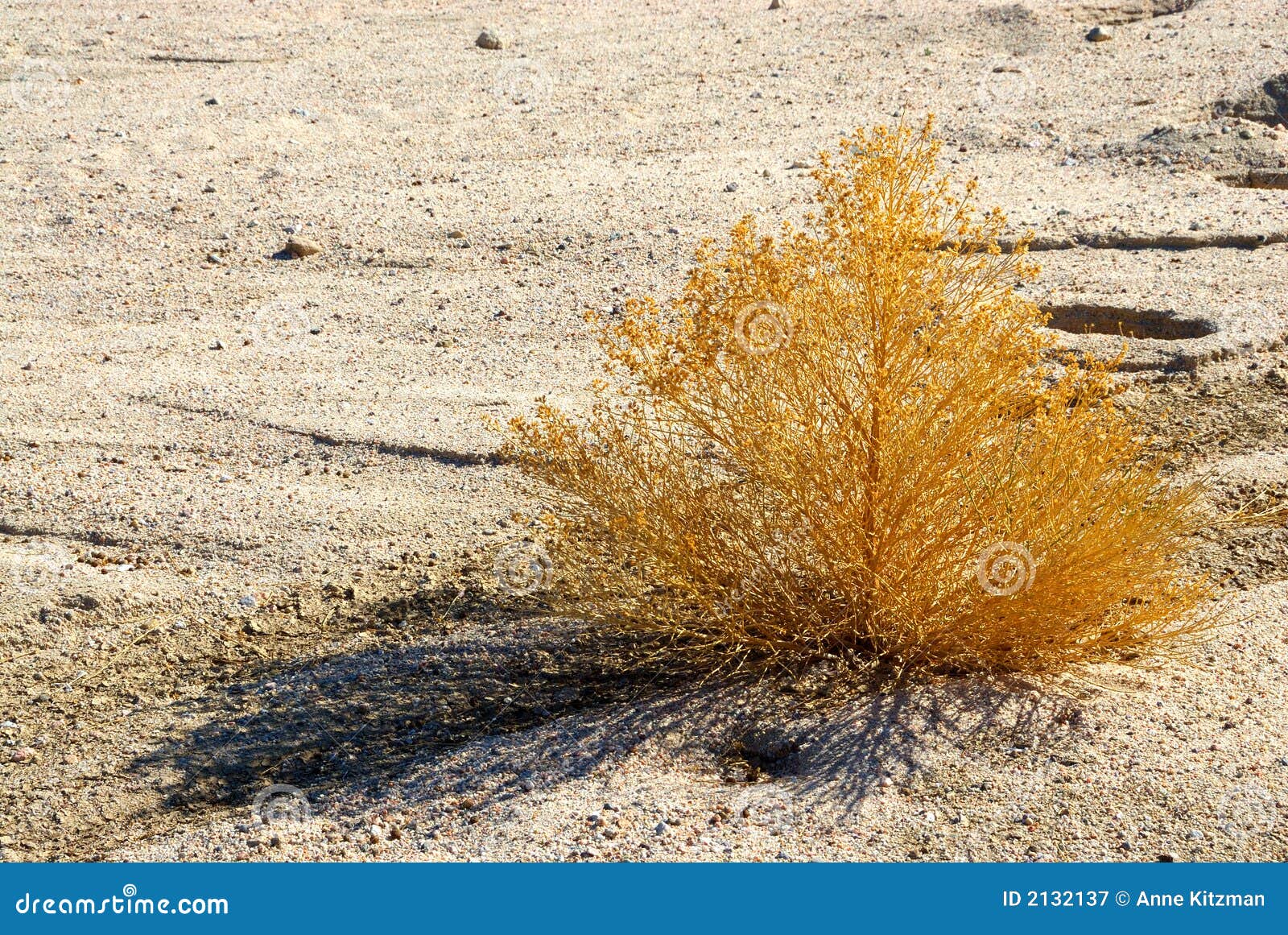 california sagebrush