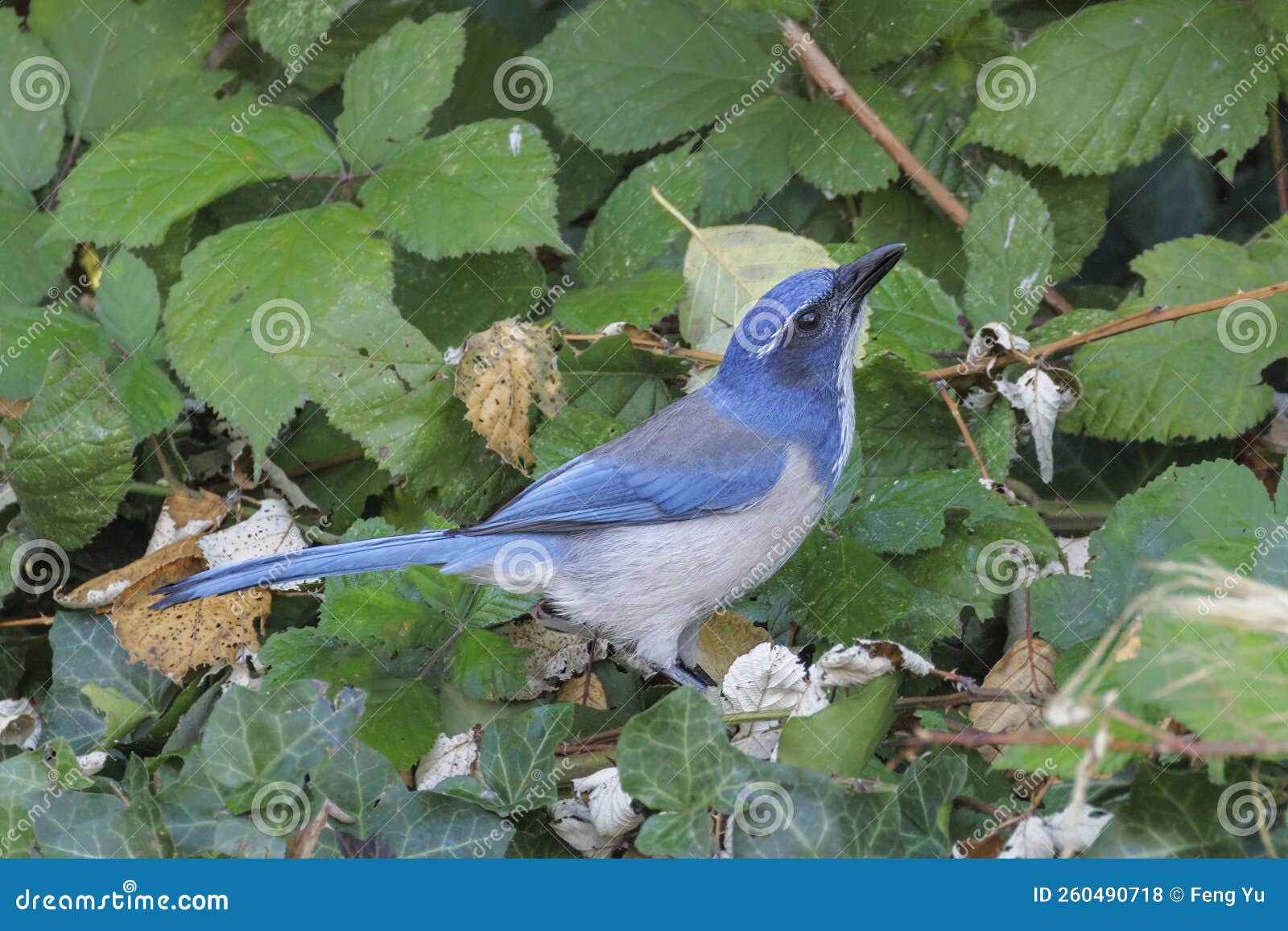 California scrub jay stock photo. Image of nature, scrub 260490718