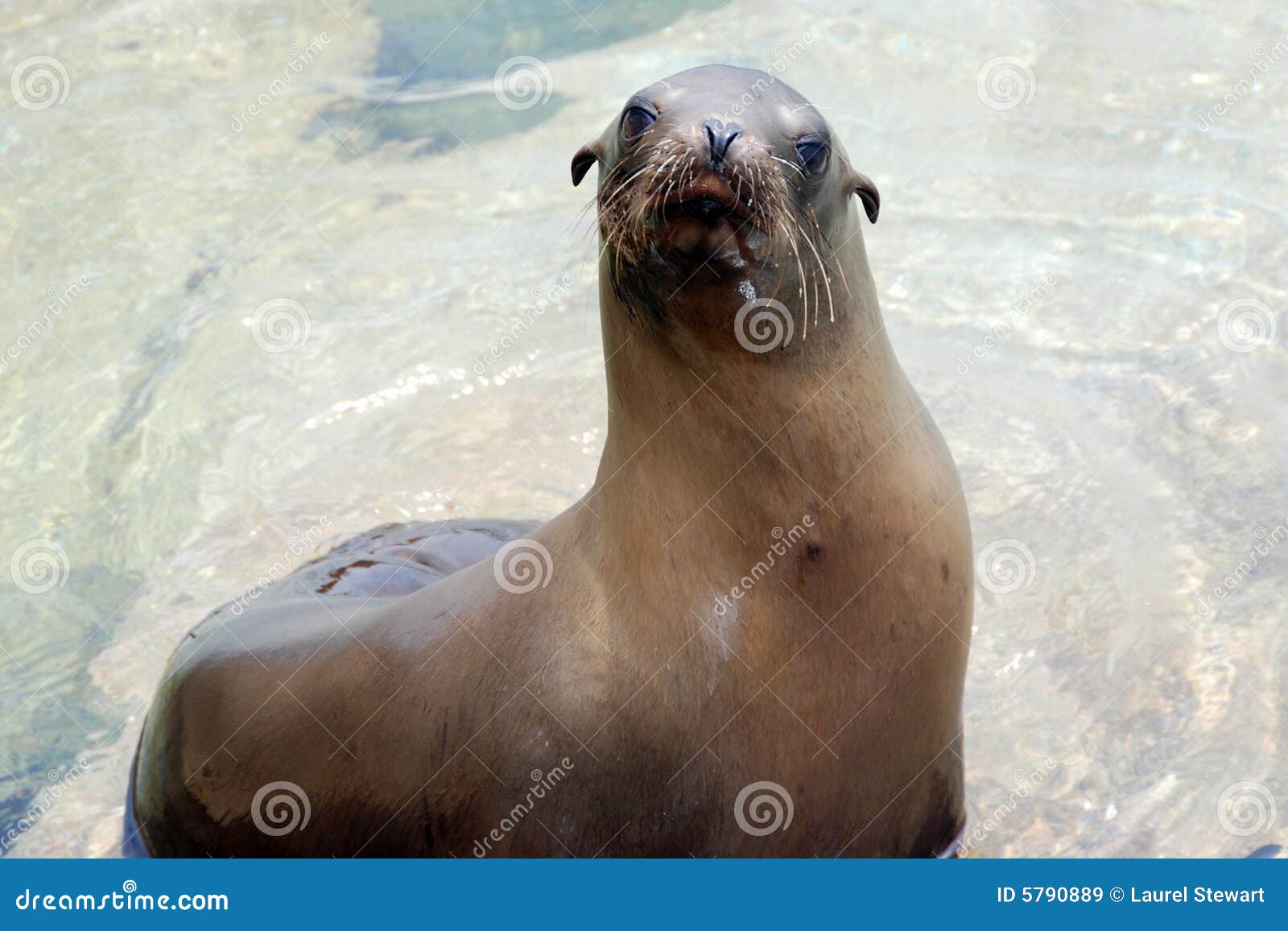 california sea lion