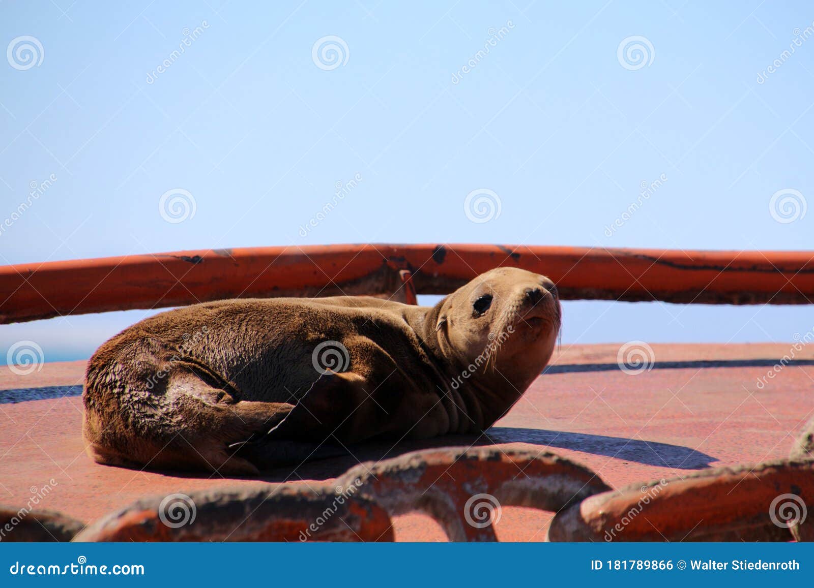california sea lion basking in the sun on a buoy