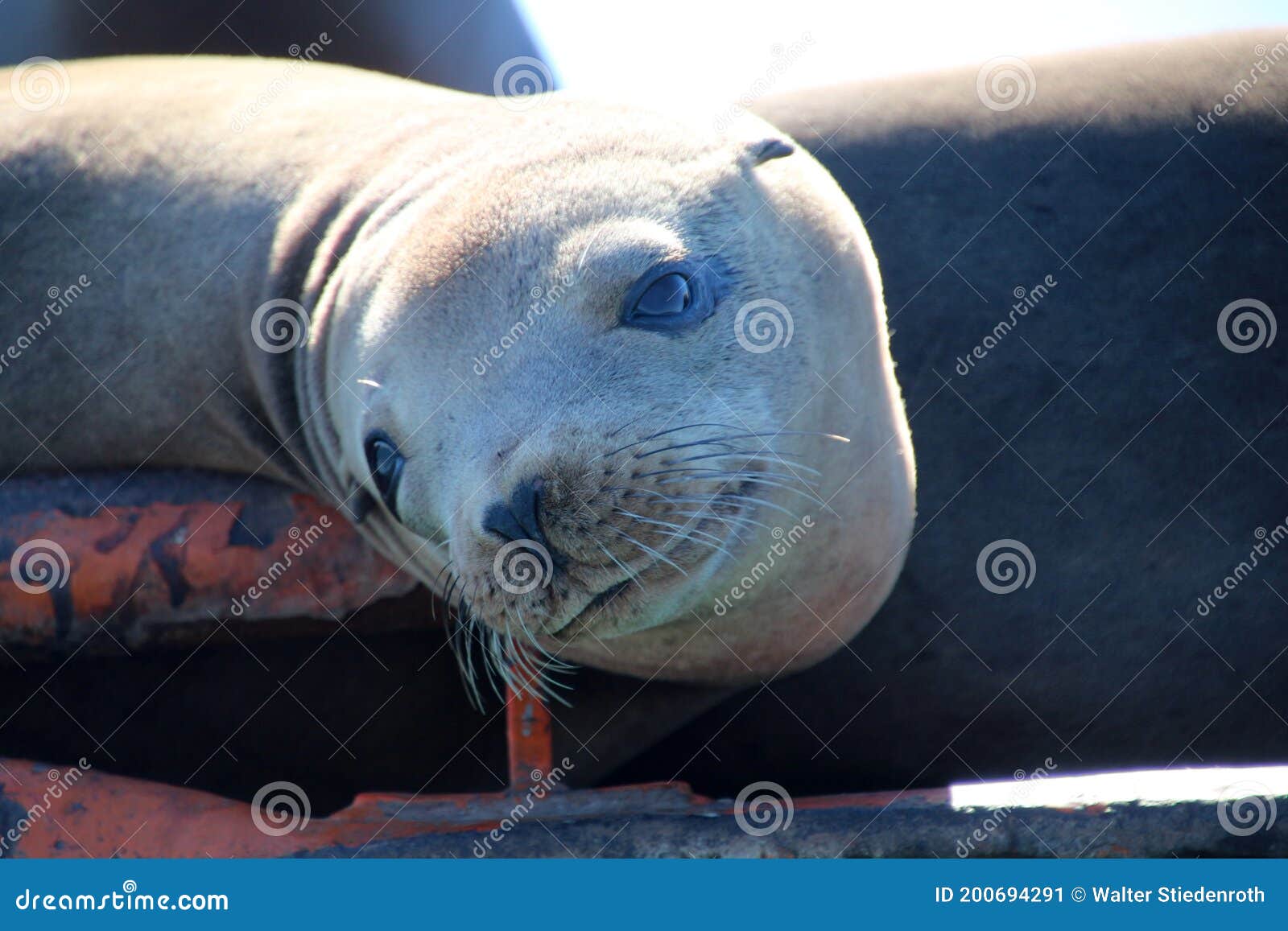 california sea lion basking in the sun on a buoy