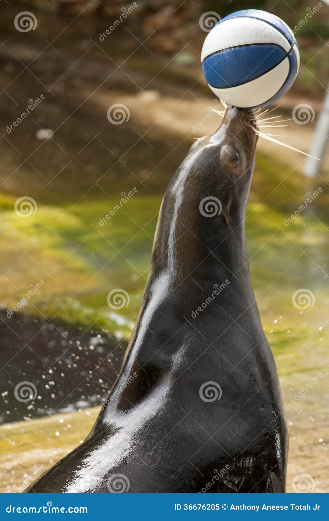 california sea lion (zalophus californianus) balancing a ball