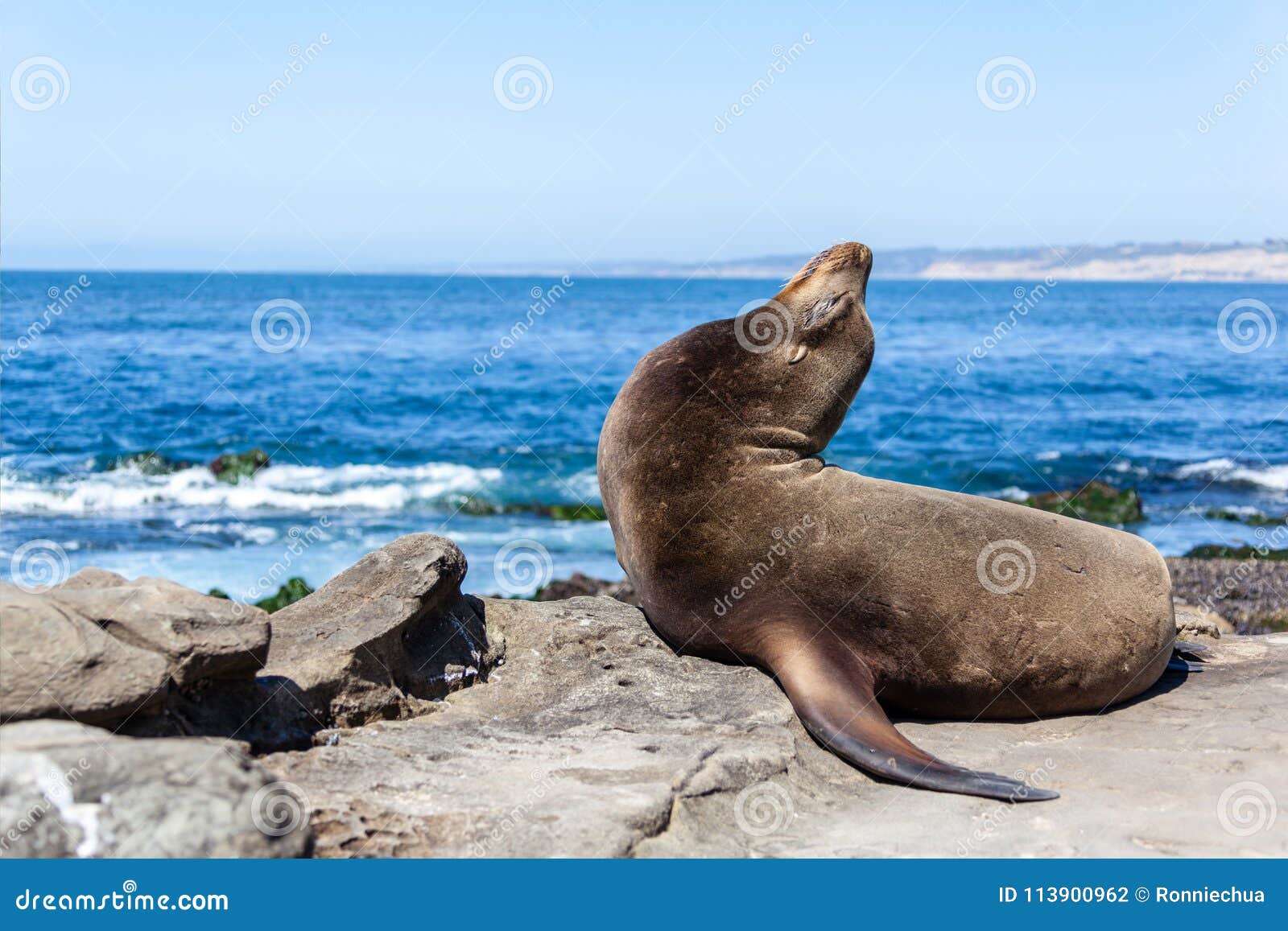 california sea lion zalophus californianus in la jolla