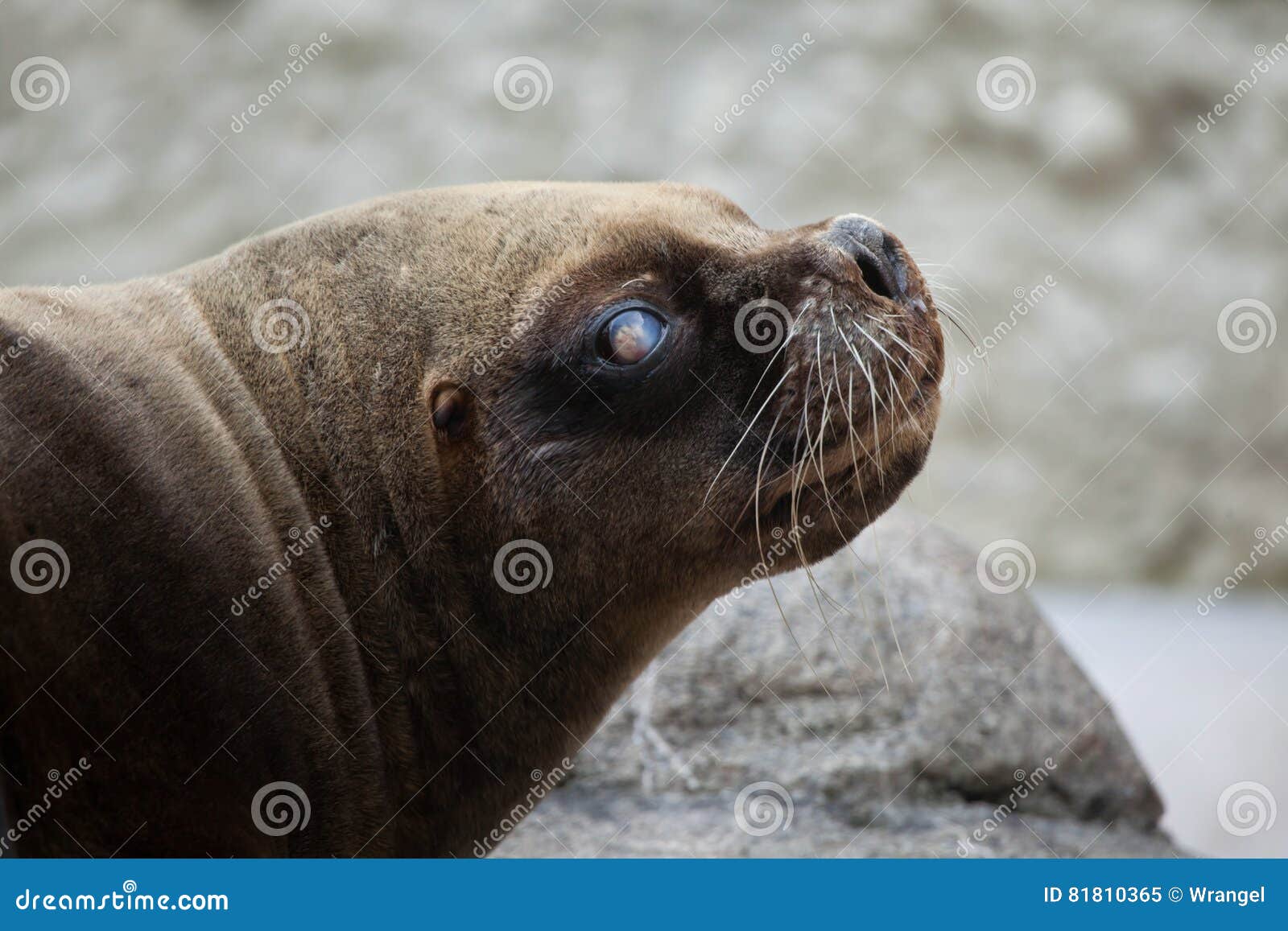 california sea lion zalophus californianus.