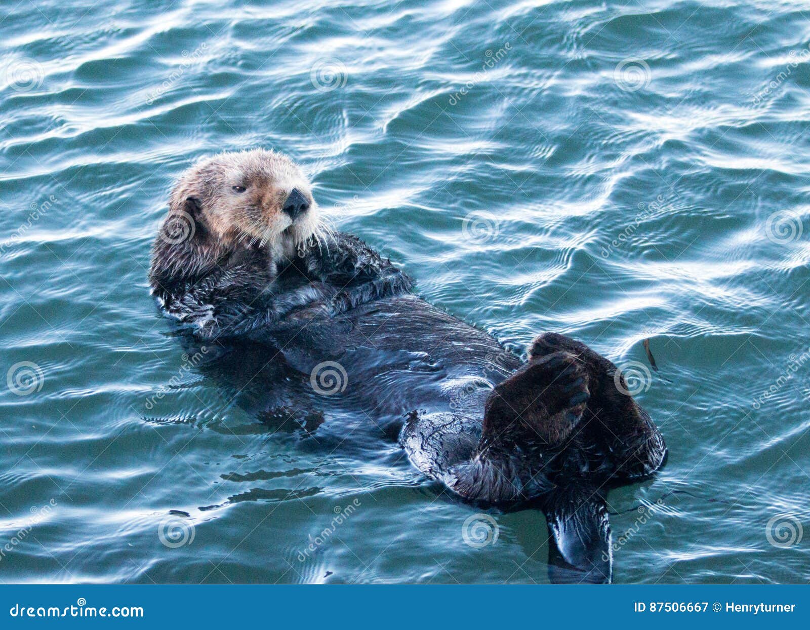 California Sea Otter In Morro Bay On The Central