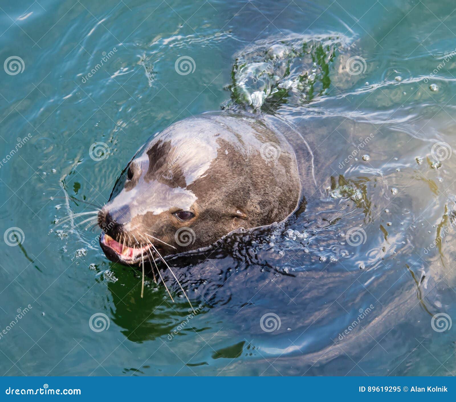 California Seal stock image. Image of seal, animal, surfaces 89619295