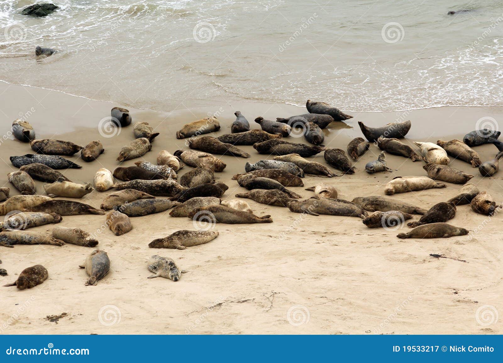 California Seals stock image. Image of breeding, pups 19533217
