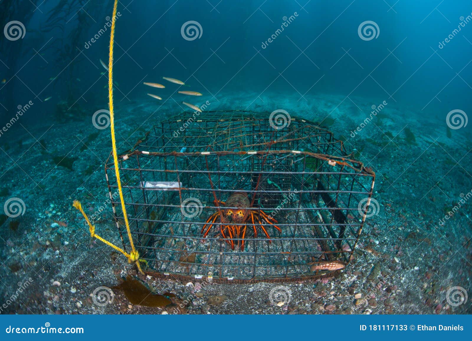 https://thumbs.dreamstime.com/z/california-spiny-lobster-panulirus-interruptus-caught-lobster-trap-off-coast-southern-california-most-lobsters-181117133.jpg