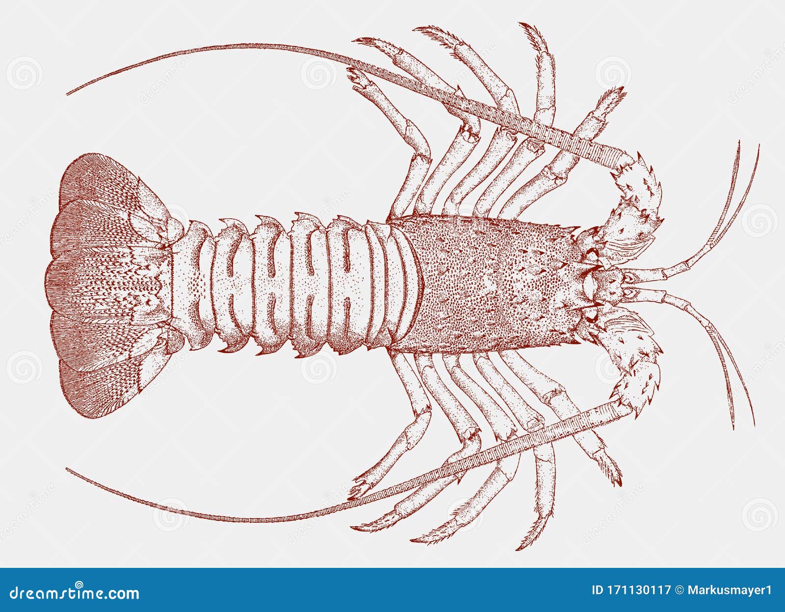 Spiny Lobster. Cartoon Vector 128068979