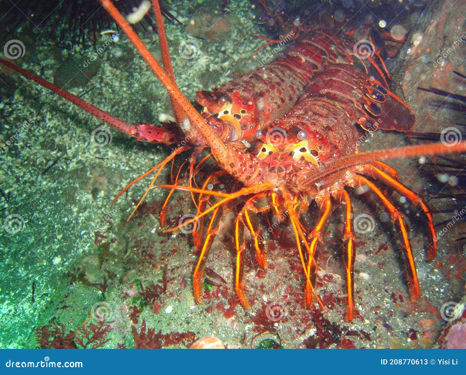the california spiny lobsters at noaa channel islands national marine sanctuary are ready for the weekend