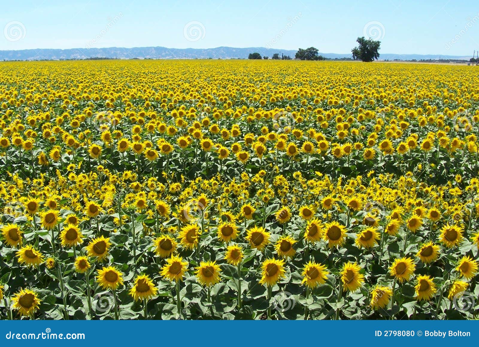 California Sunflower Field stock photo. Image of mountains 2798080