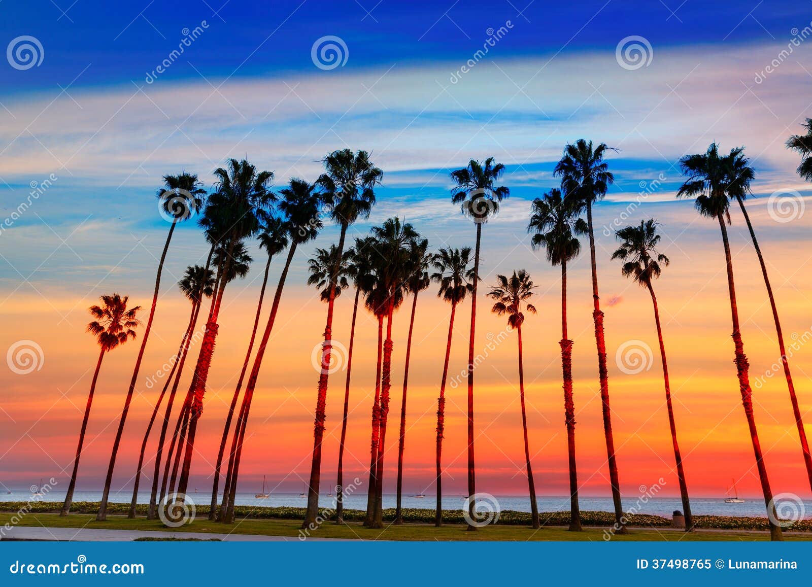 California Sunset Palm Tree Rows in Santa Barbara Stock Image Image