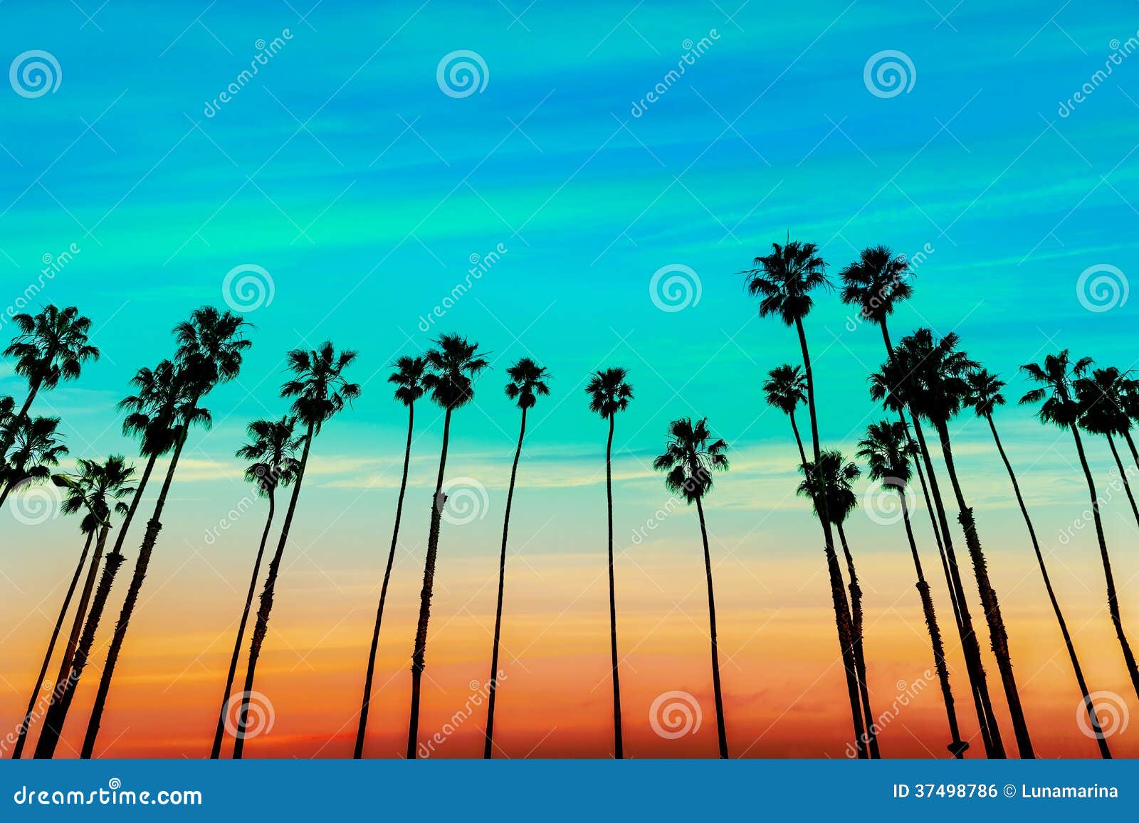 california sunset palm tree rows in santa barbara