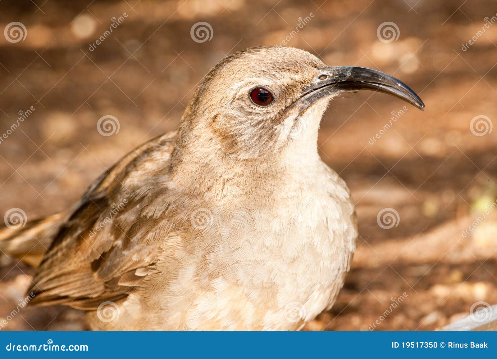 California Thrasher stock photo. Image of shaped, curved - 19517350