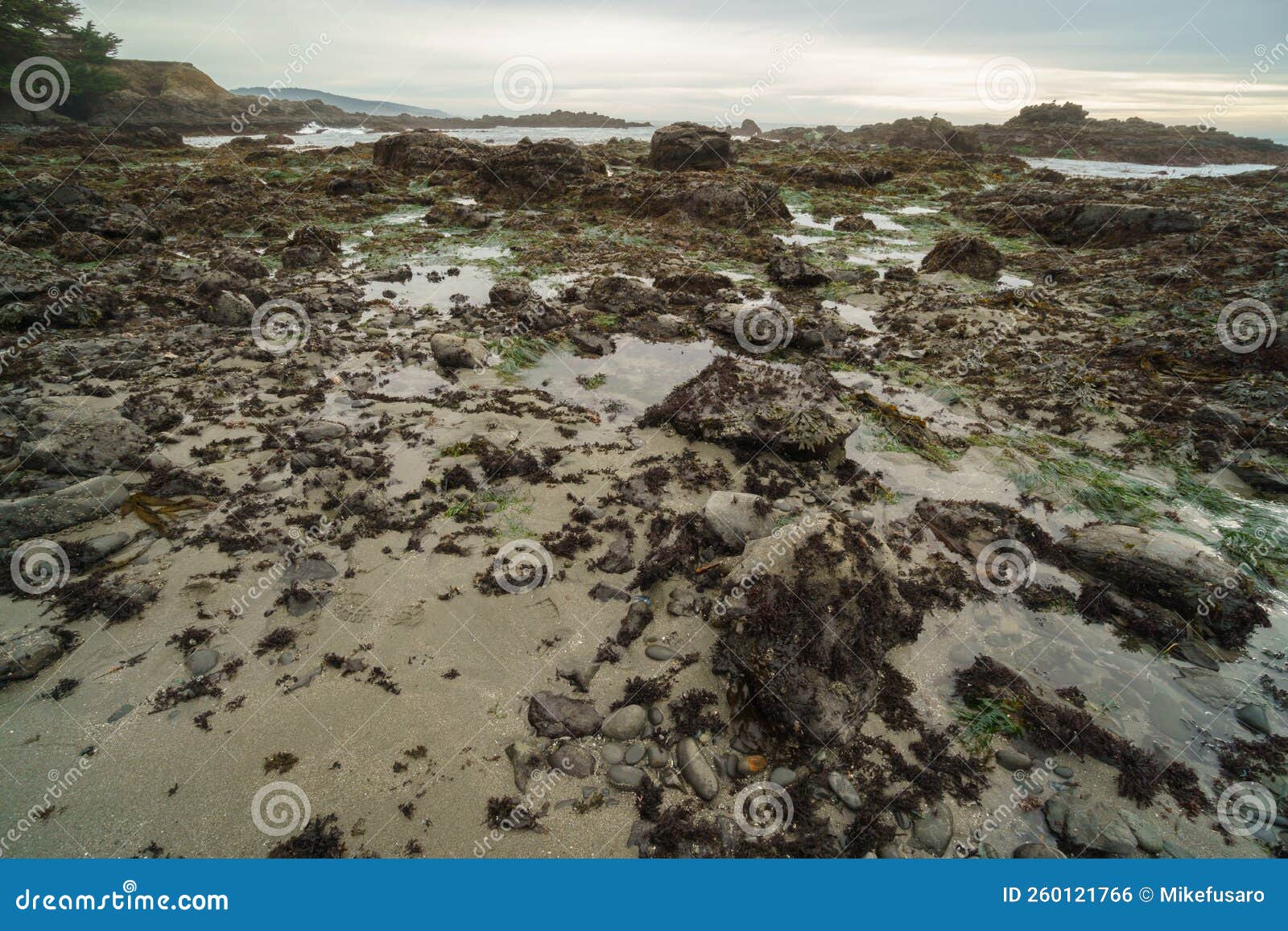 California Tide Pools at Low Tide Stock Photo Image of ecosystem
