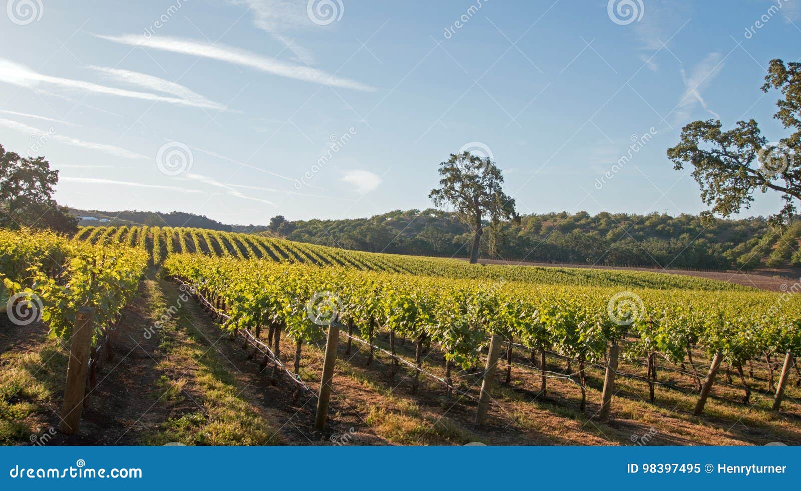 california valley oak tree in vineyard at sunrise in paso robles vineyard in the central valley of california usa