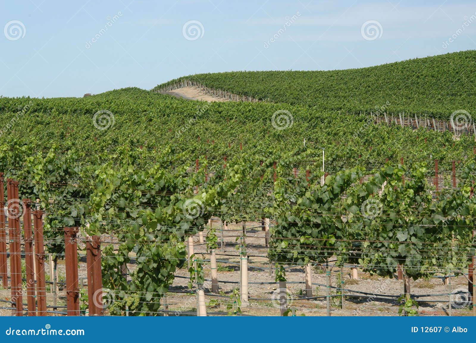 California vineyard stock image. Image of plant, wine, vineyards 12607
