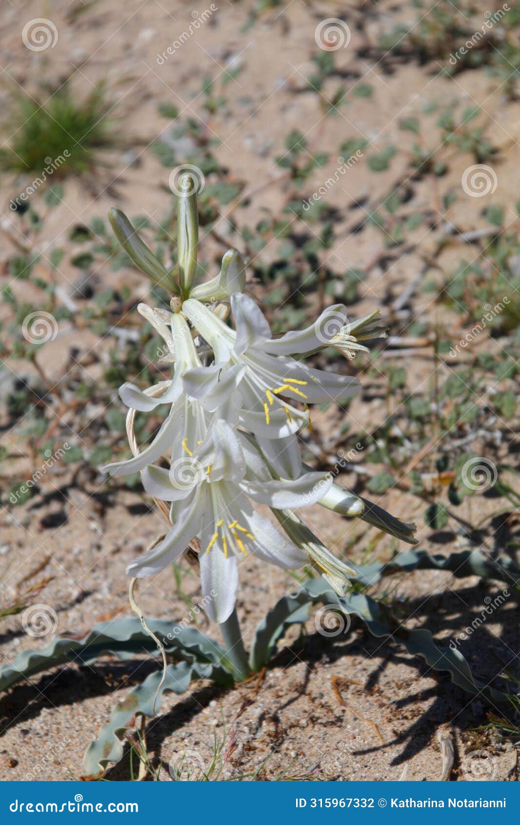 california wildflower series - desert lily - hesperocallis undulata - anza-borrego desert state park