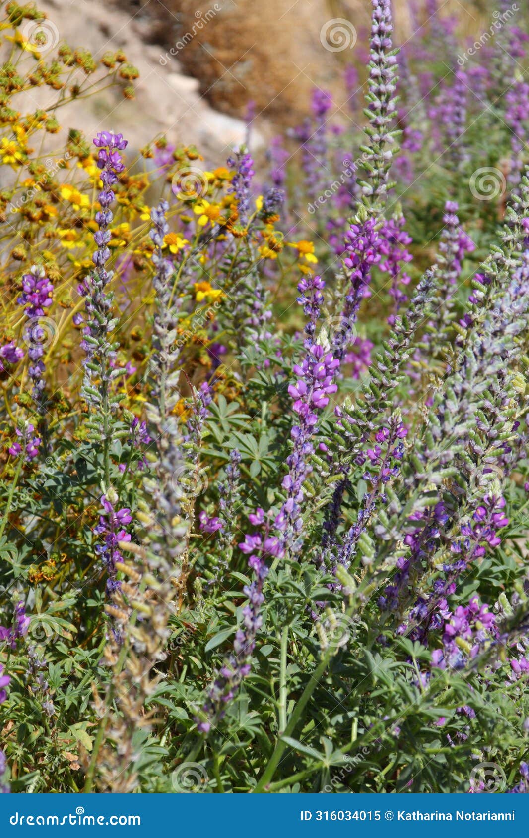 california wildflower series - wild desert lupine - lupinus sparsiflorus - anza-borrego desert state park