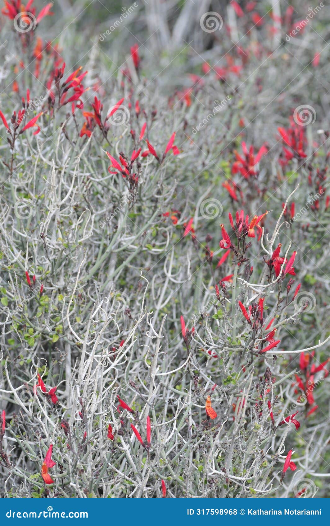california wildflowers series - anza borrego desert state park - chuparosa - justicia californica