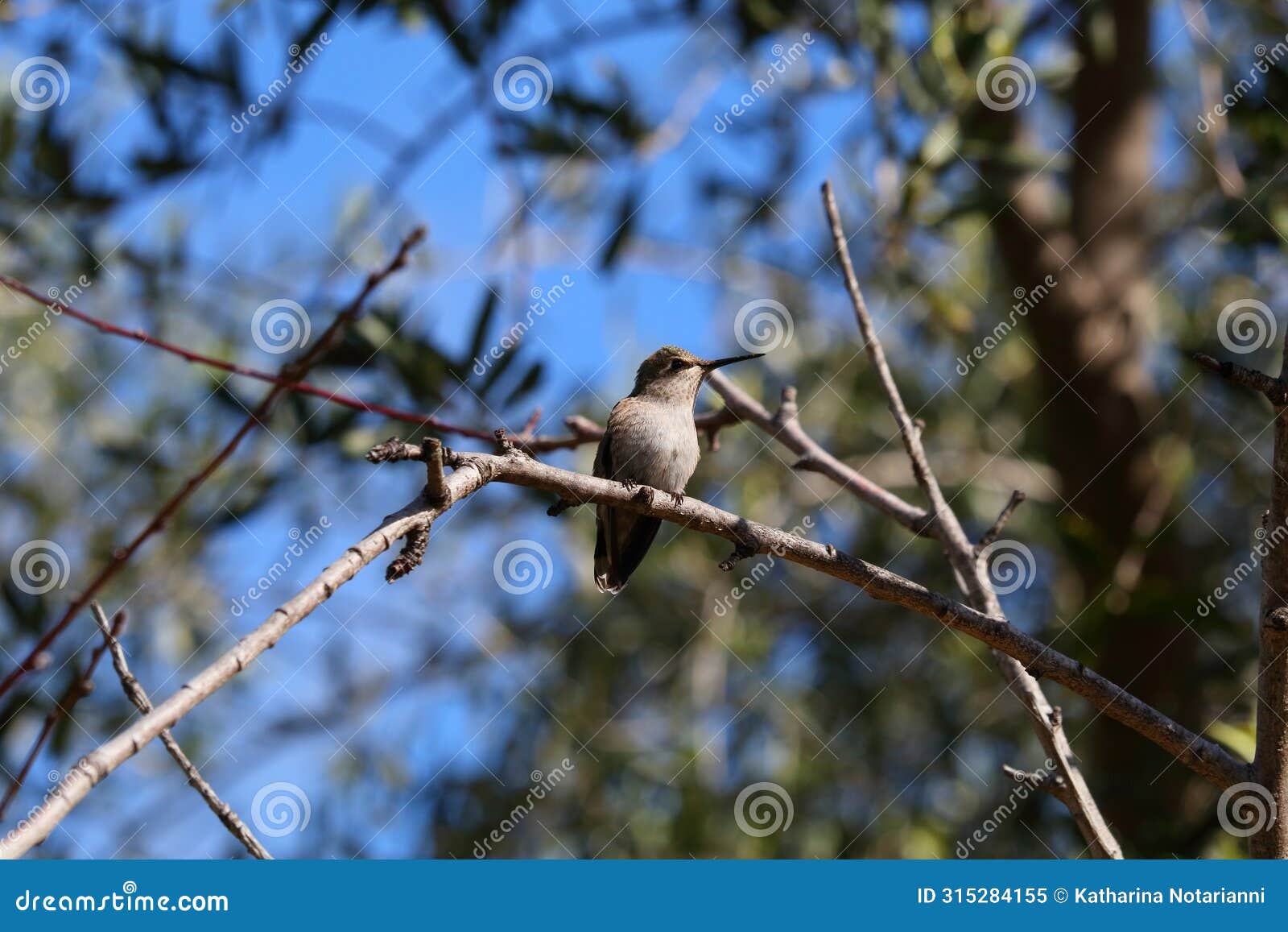 california wildlife series - anna hummingbird - calypte anna