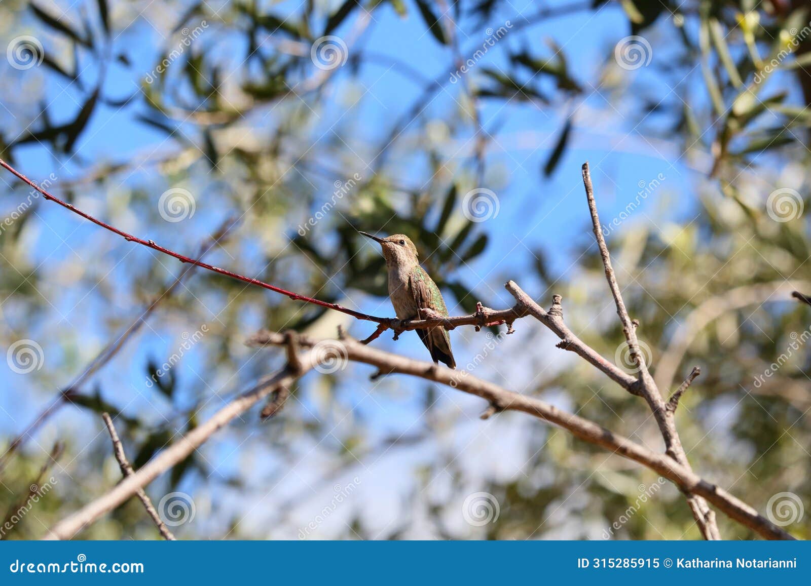 california wildlife series - anna hummingbird - calypte anna